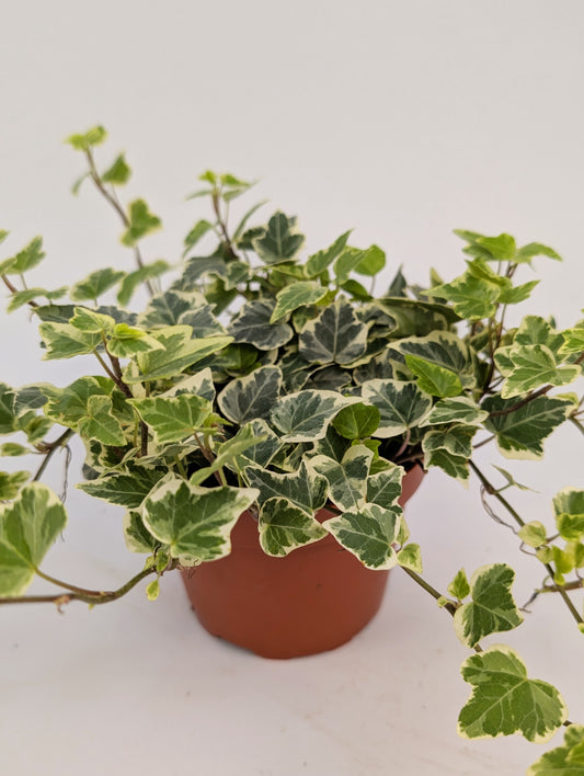 20 - 30cm Hedera Helix Variegated Ivy Houseplant 12cm Pot Houseplant