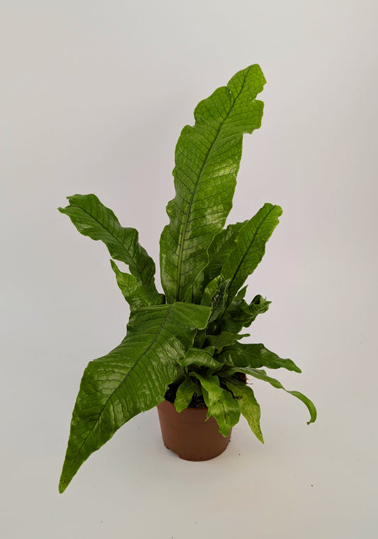 20cm Microsorum Crocodyllus Fern 12cm Pot Houseplant