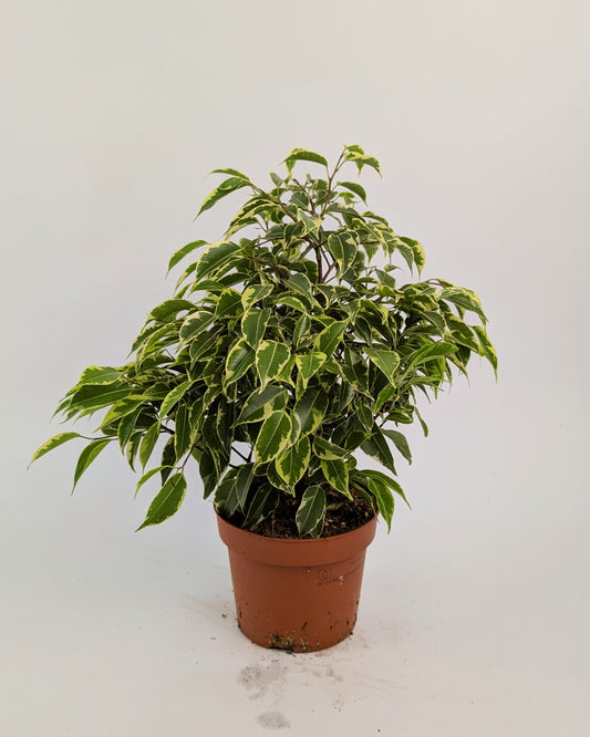 25 - 30cm Ficus Benjamina Variegata 12cm Pot Houseplant