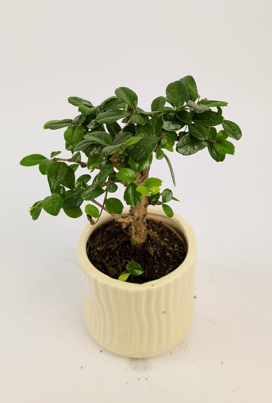 15 - 20cm Carmona Microphylla Indoor Bonsai Tree in 9cm Decorative Ceramic Pot