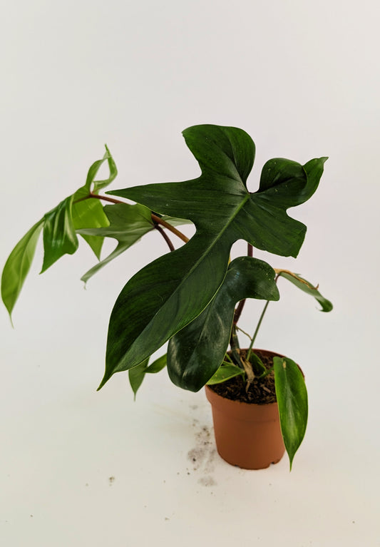 Philodendron Florida Green 12Ø 25cm