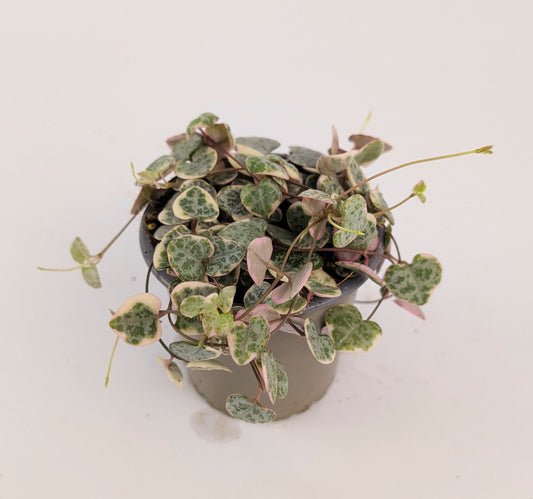 Variegated Ceropegia Woodii String of Hearts House Plant 9cm Pot