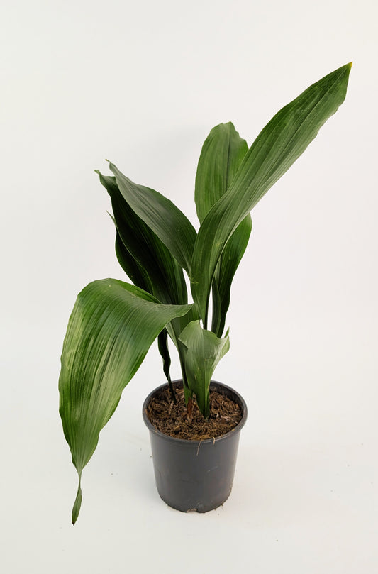 Aspidistra Elatior Cast Iron Plant 14cm Pot Houseplant