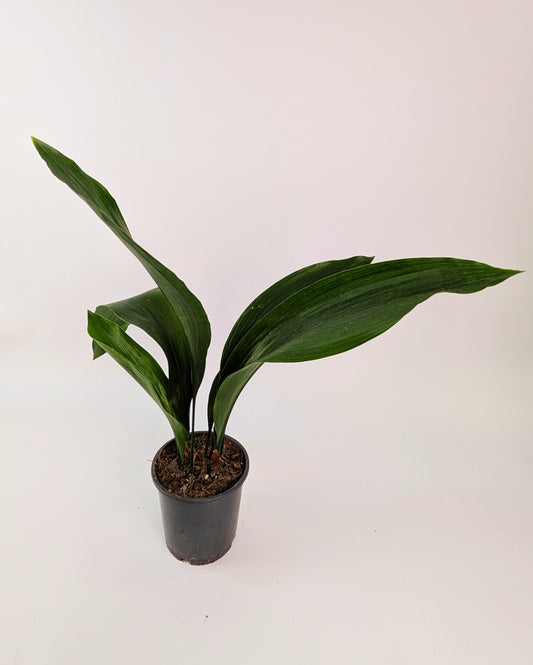 Aspidistra Elatior Cast Iron Plant 14cm Pot Houseplant