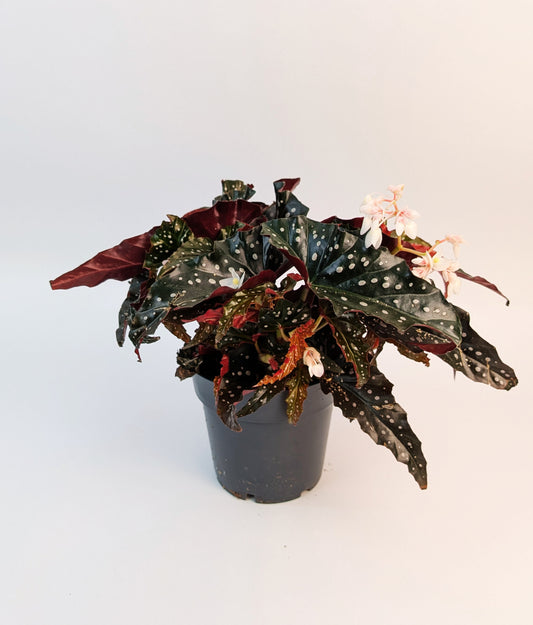 35cm Begonia Maculata Black Forest 14cm Pot House Plant