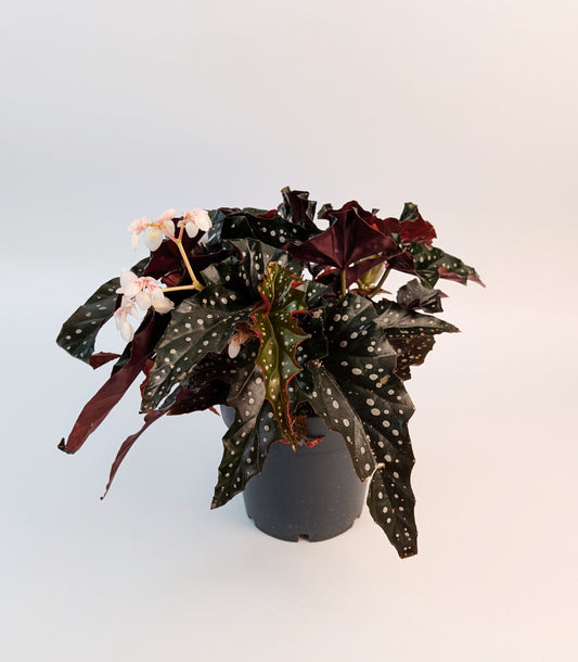35cm Begonia Maculata Black Forest 14cm Pot House Plant
