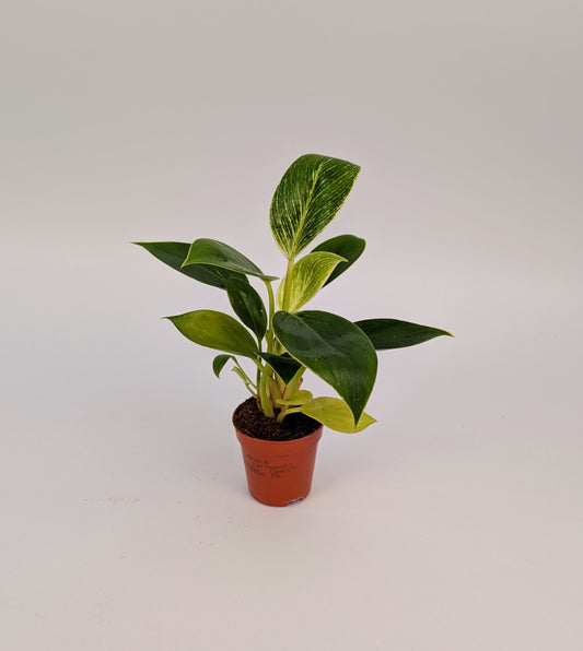 Philodendron White Birkin Baby Plant 6cm Pot