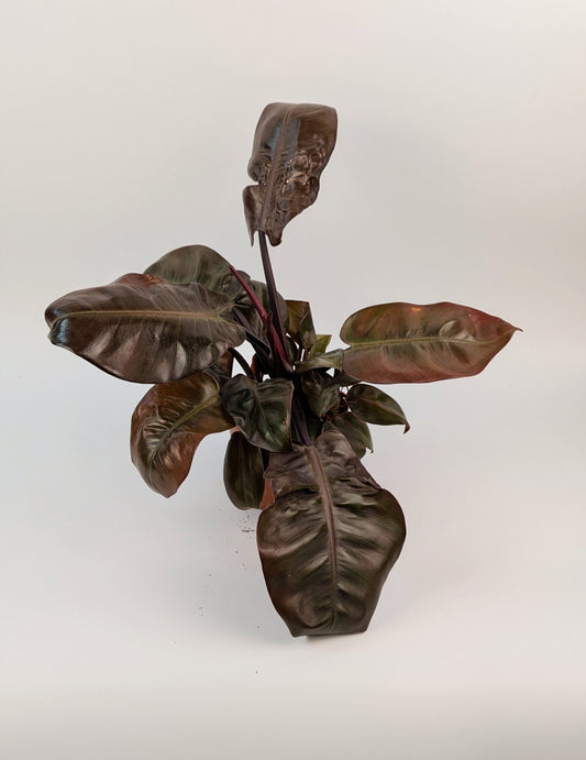 30cm Philodendron Black Cardinal 12cm Pot