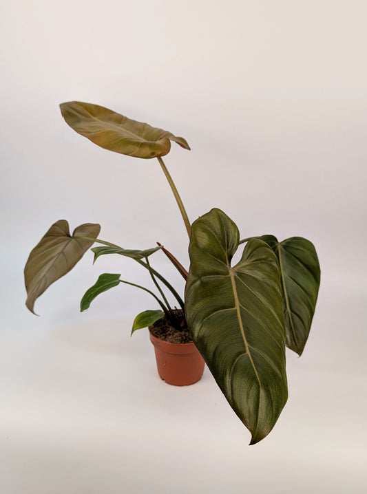 Philodendron "Summer Glory" 14cm Pot Houseplant