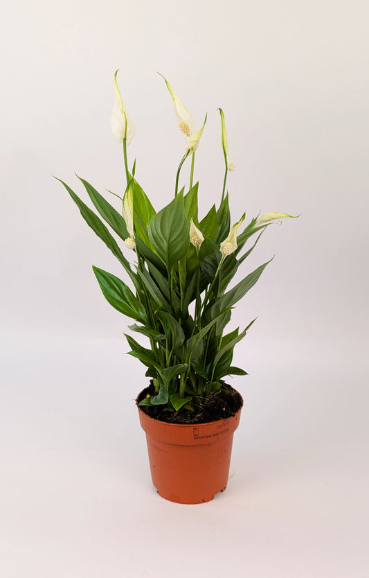 Peace Lily Spathiphyllum 9cm Pot House Plant