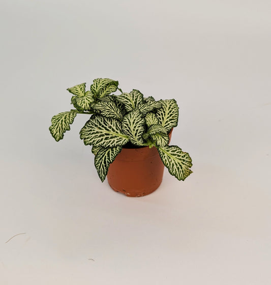 Fittonia Mosaic White Tiger 8.5cm Pot Nerve Plant