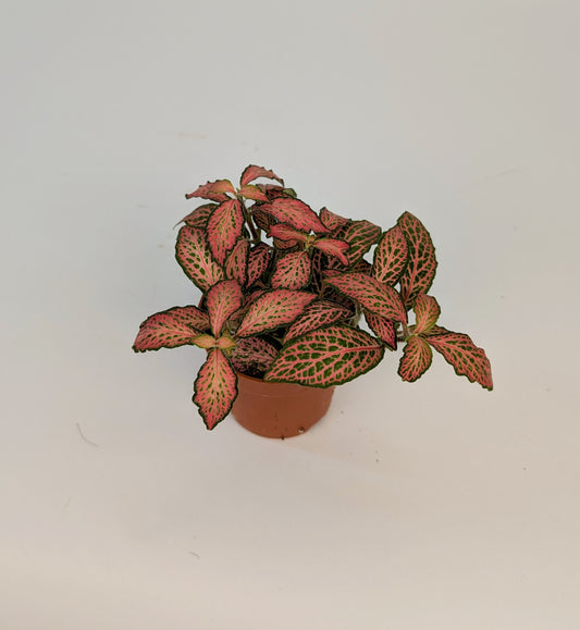 Fittonia 'Frankie' Nerve Plant 8.5cm Pot