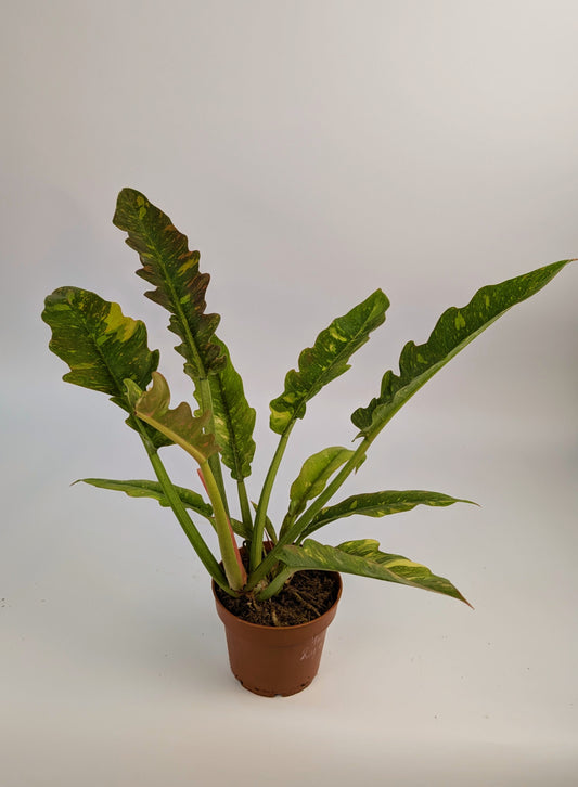 Philodendron Ring of Fire 12cm Pot