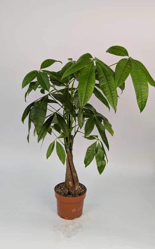 60cm Pachira Money Tree House Plant 12cm Pot
