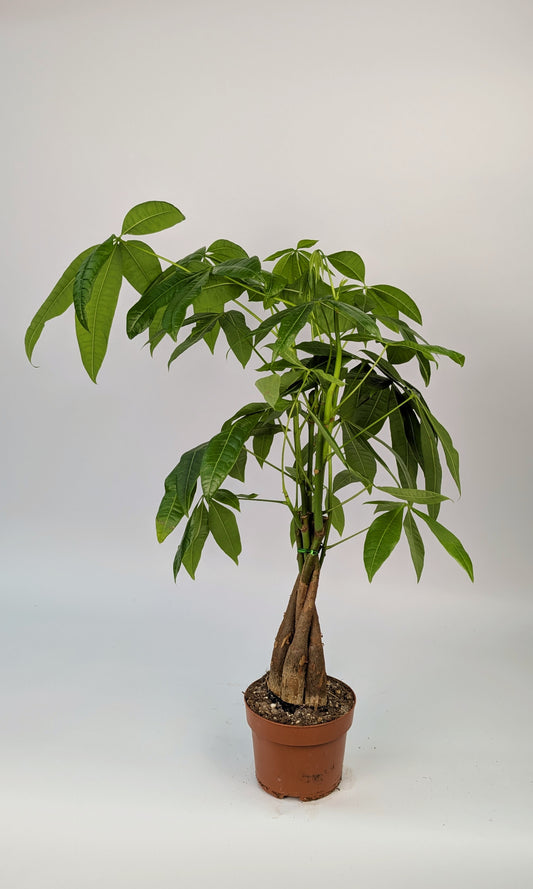 60cm Pachira Money Tree House Plant 12cm Pot