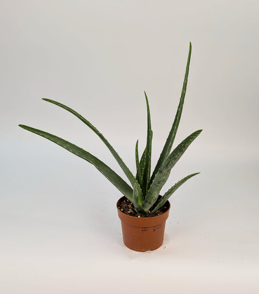 30cm Aloe Vera 12cm Pot Houseplant