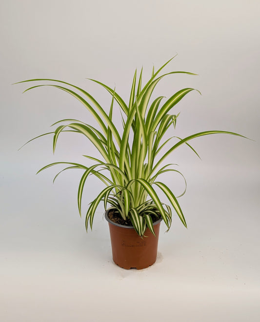 20cm Chlorophytum Vittatum Spider Plant 12cm Pot House Plant