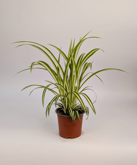 20cm Chlorophytum Vittatum Spider Plant 12cm Pot House Plant