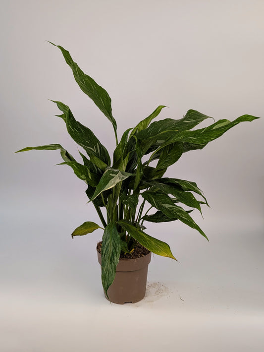 Spathiphyllum Diamond Variegated Peace Lily 14cm Pot Houseplant