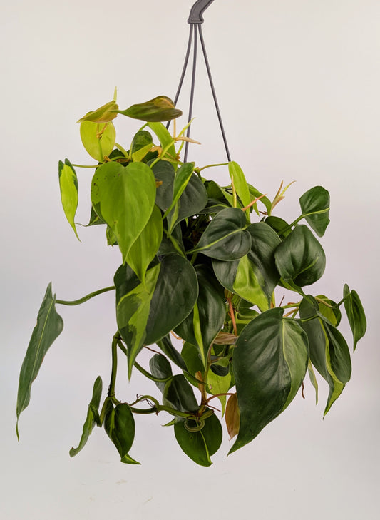 Philodendron Scandens Brazil 14cm Hanging Houseplant