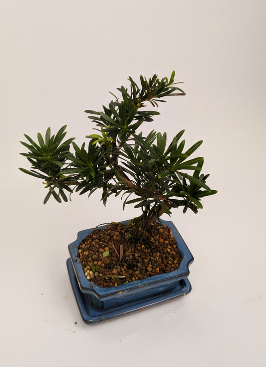 25 - 35cm Podocarpus Chinensis Bonsai Tree in pot 15cm Ceramic Pot House Plant