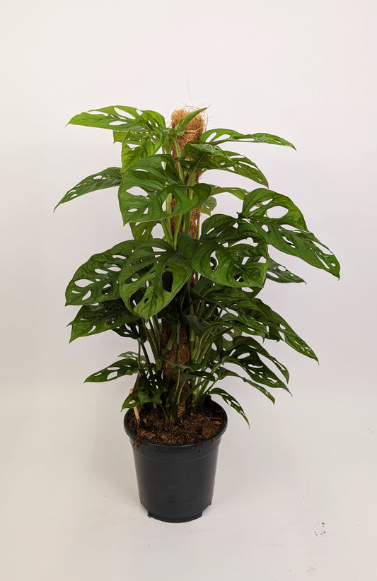 70 - 80cm Monstera Adansonaii Monkey Mask Mosspole 17cm Pot