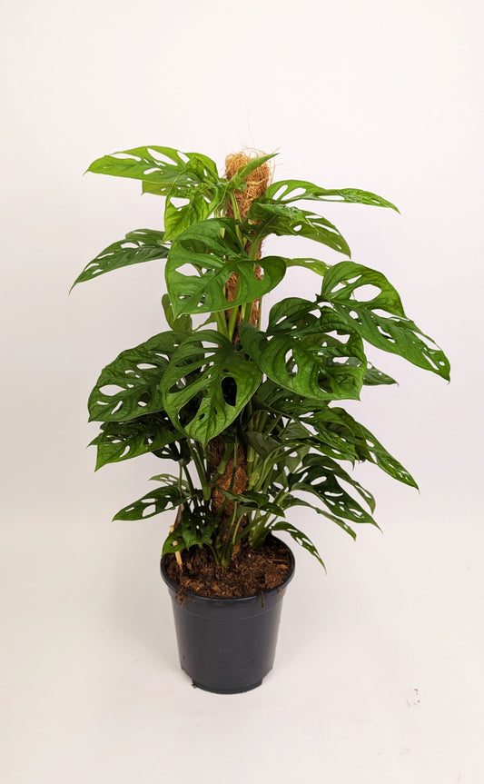 70 - 80cm Monstera Adansonaii Monkey Mask Mosspole 17cm Pot