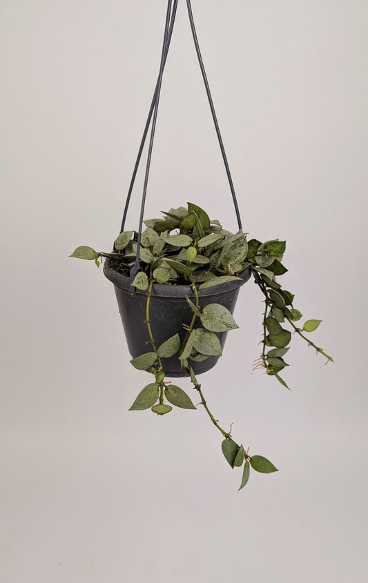 Hoya krohniana 'Eskimo' 14cm Pot Hanging Houseplant