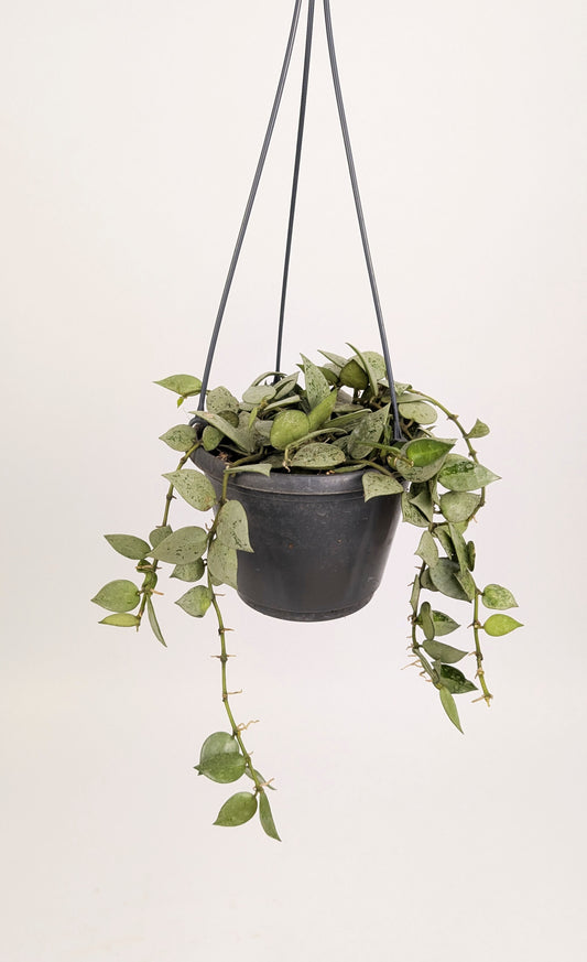 Hoya krohniana 'Eskimo' 14cm Pot Hanging Houseplant