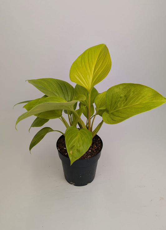 Homolomena Lemon Lime 14cm Pot Houseplant