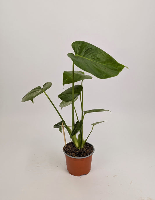 25 - 40cm Monstera Deliciosa 12cm Pot Houseplant