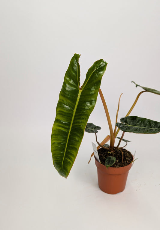 20 - 30cm Philodendron Billietiae 12cm Pot House Plant