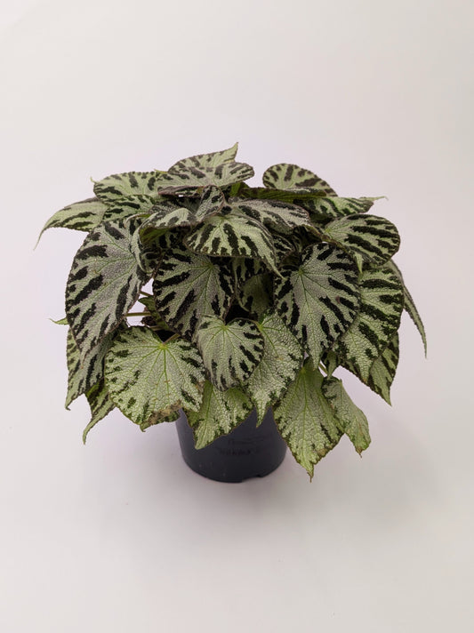 Begonia Silver Jewel 15cm Pot Houseplant
