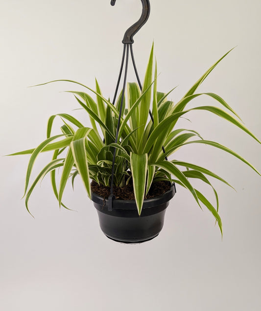 20cm Chlorophytum Vittatum Spider Plant 14cm Hanging Pot Houseplant