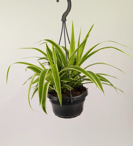 20cm Chlorophytum Vittatum Spider Plant 14cm Hanging Pot Houseplant
