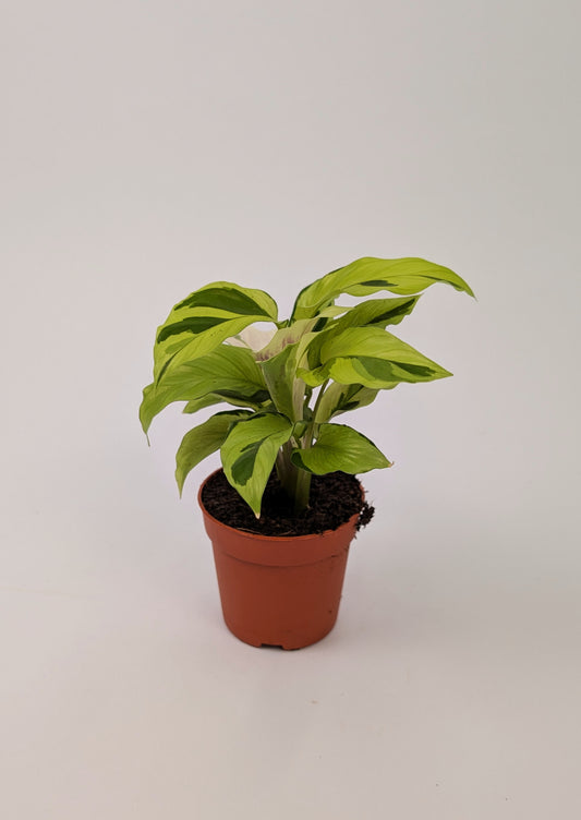 Calathea Yellow Fusion Exotic Prayer Plant 7cm Pot Houseplant