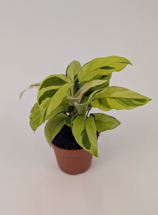 Calathea Yellow Fusion Exotic Prayer Plant 7cm Pot Houseplant