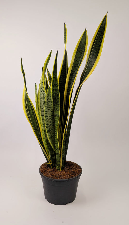 60 - 80cm Sansevieria Laurentii 19cm Pot Houseplant