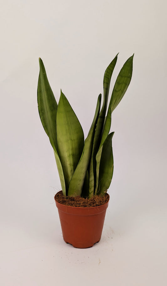 Sansevieria Moonshine Snake Plant 12cm Pot House Plant