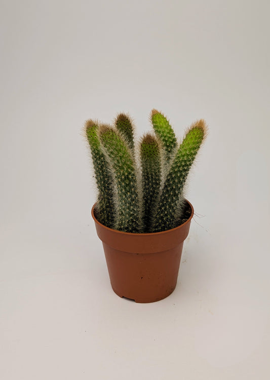 10 - 15cm Monkey Tail Cactus in 9cm Pot