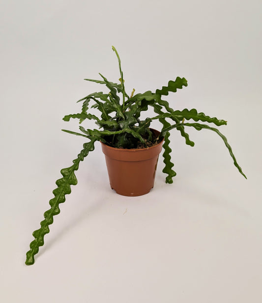 20cm Fishbone Cactus Epiphyllum Anguliger 12cm Pot Houseplant