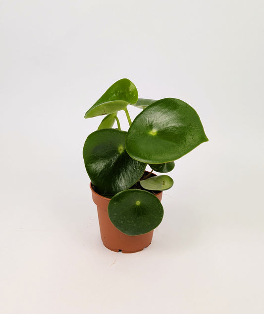 15 - 25cm Peperomia Polydrop 12cm Pot House Plant