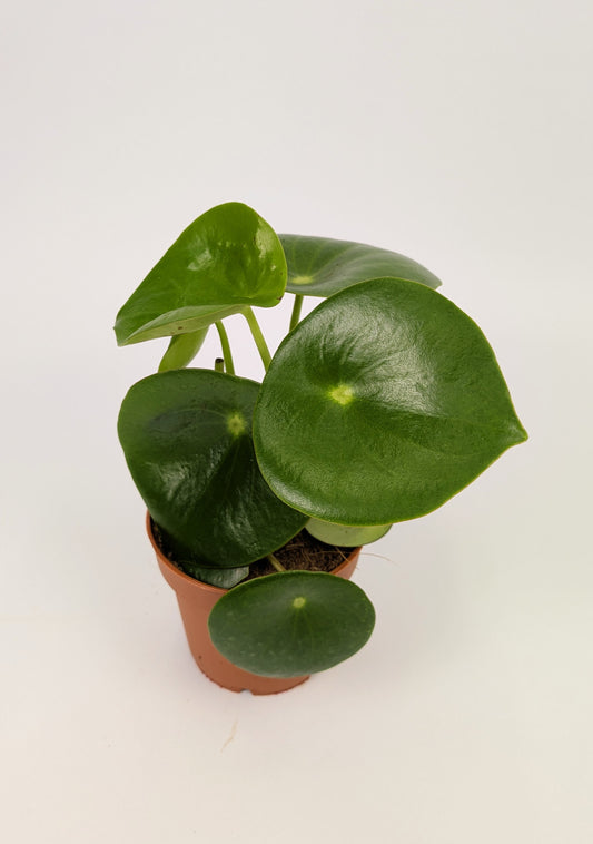 15 - 25cm Peperomia Polydrop 12cm Pot House Plant