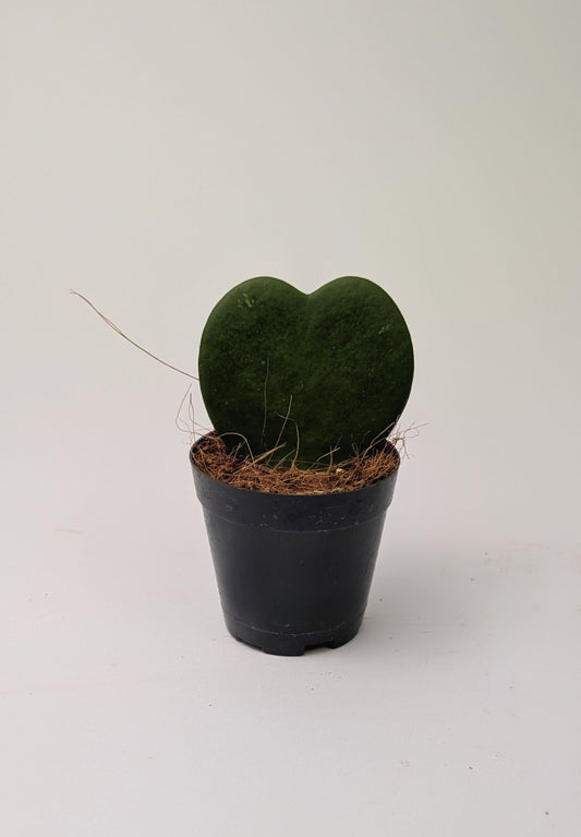 Hoya Kerrii Heart Shaped Leaf Succulent 7cm Pot Houseplant