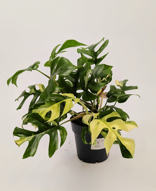 Rhaphidophora Tetrasperma Variegated 14cm Pot Houseplant