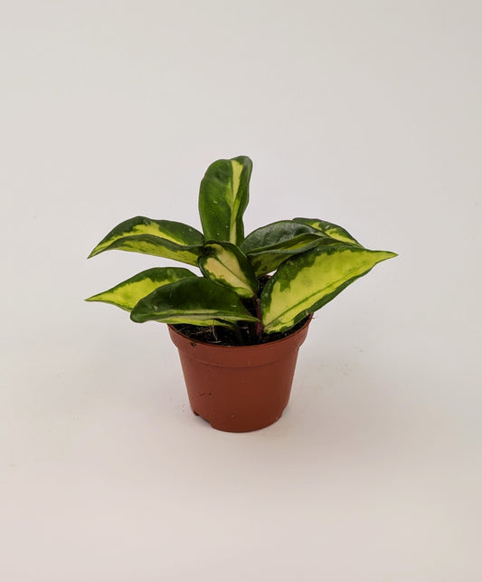 Hoya Carnosa Tri-Colour 5.5cm Pot Baby Houseplant