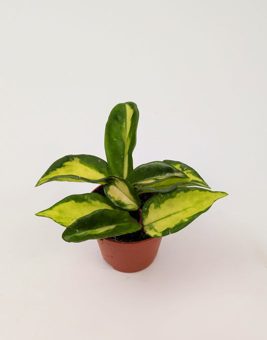 Hoya Carnosa Tri-Colour 5.5cm Pot Baby Houseplant