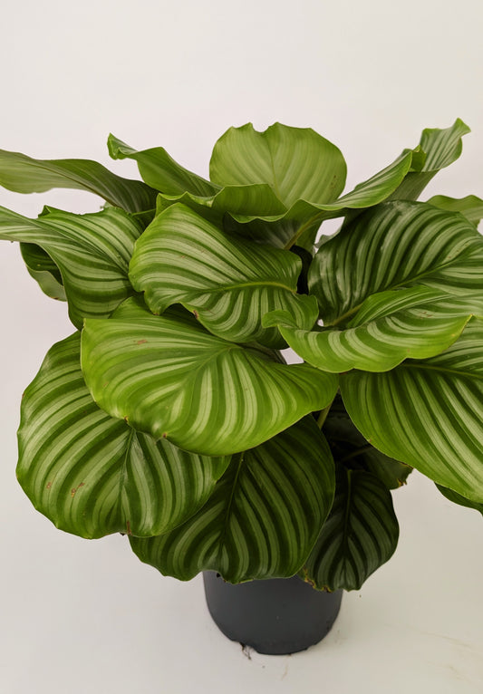 Calathea Orbifolia Prayer Plant 21cm Pot Houseplant