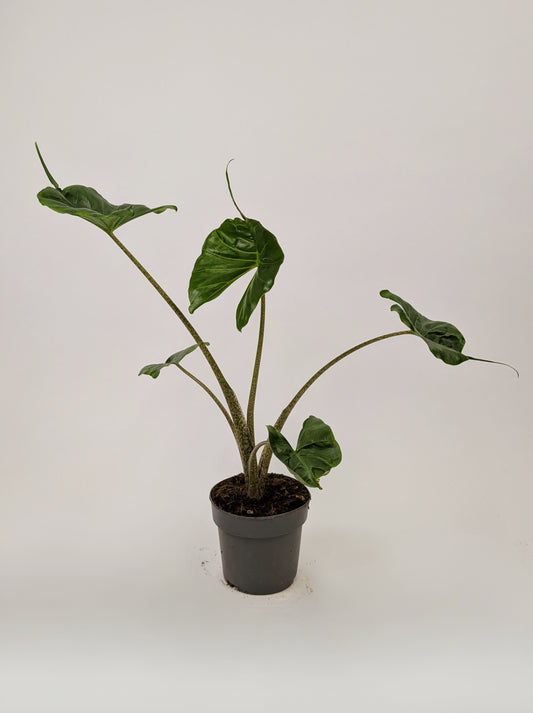 40 - 50cm Alocasia Stingray 14cm Pot Houseplant