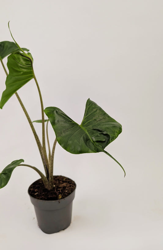 40 - 50cm Alocasia Stingray 14cm Pot Houseplant